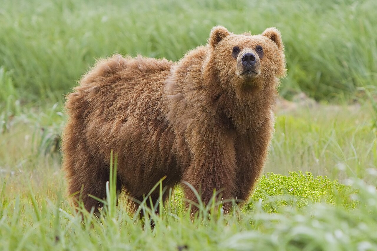 Eurasian brown bear