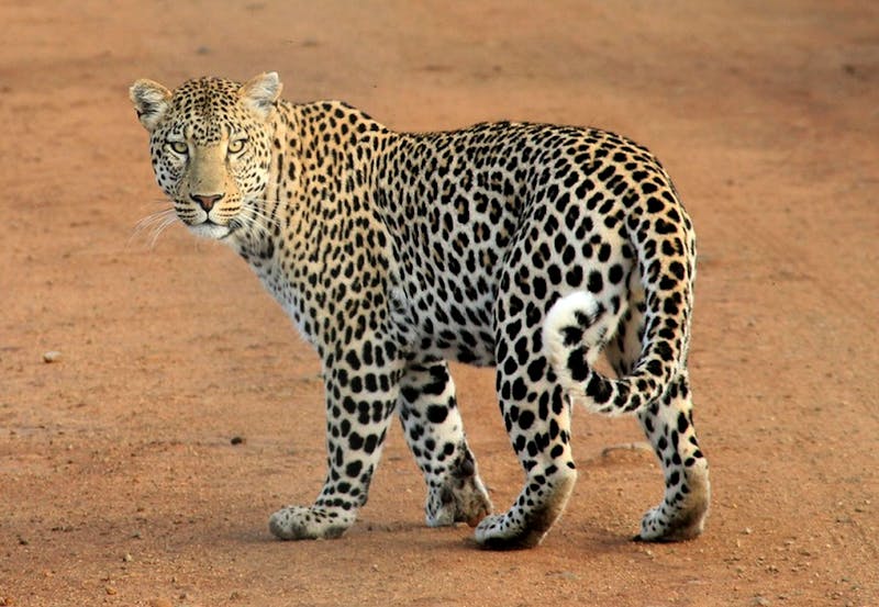 Caucasian leopard