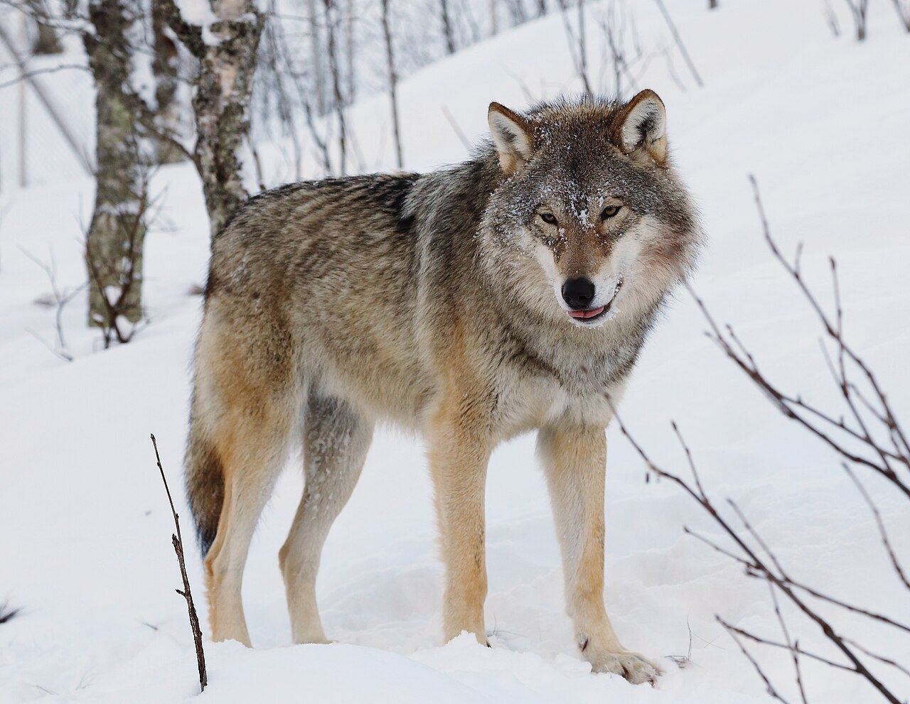 Gray wolf in the wild