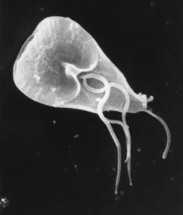 Giardia SEM