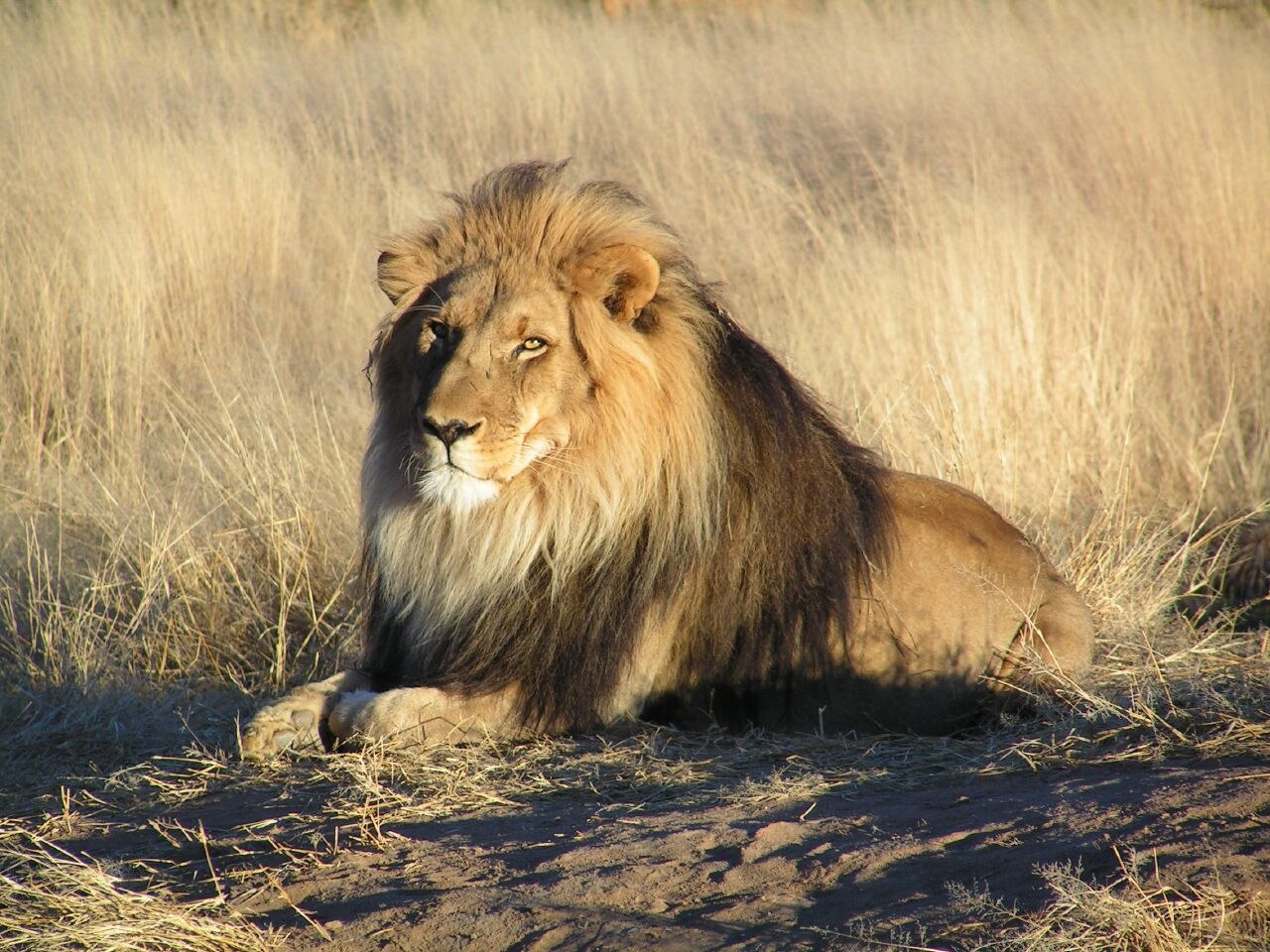 Male African lion resting in golden savanna grassland
