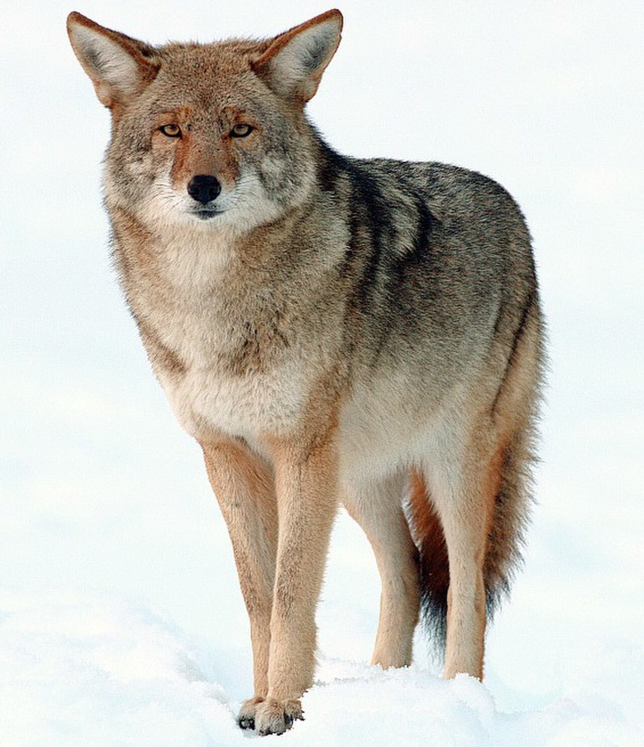 Coyote standing in natural habitat, showing lean athletic build