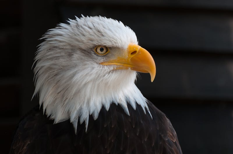 Bald eagle in striking profile showing powerful hooked beak and piercing eyes