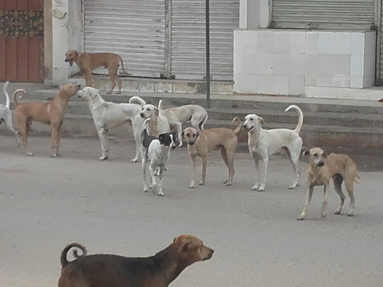 Feral dog in rural landscape, showing lean build typical of unowned dogs
