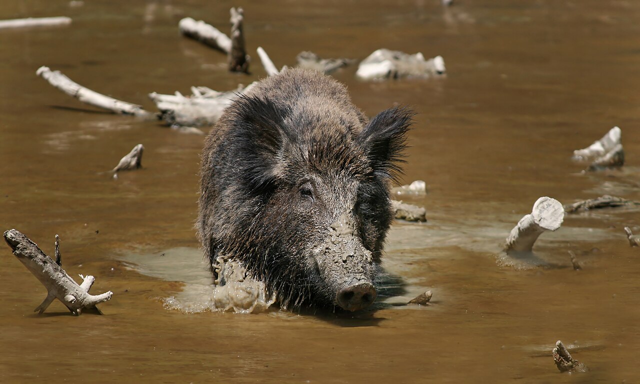 Wild boar standing in natural habitat, showing heavy muscular build and tusks
