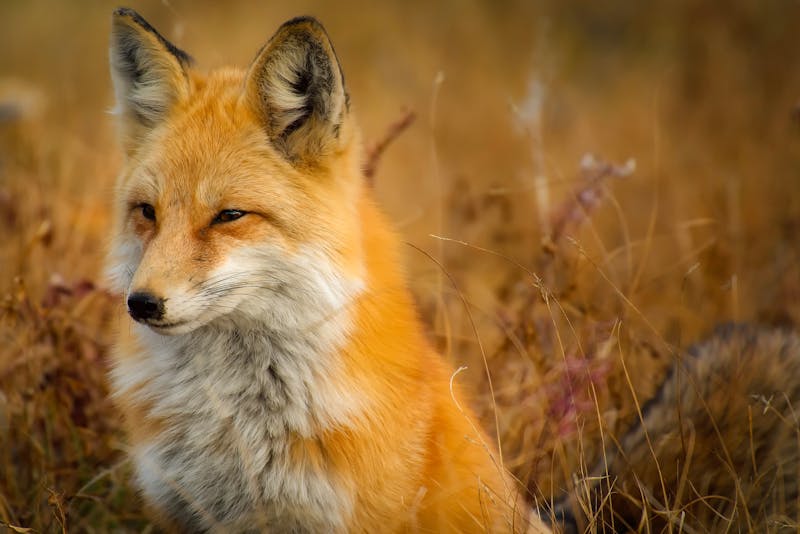 Red Fox