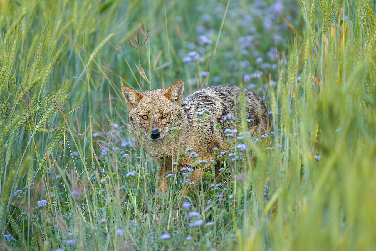 Golden jackal in grassland habitat, showing lean coyote-like build