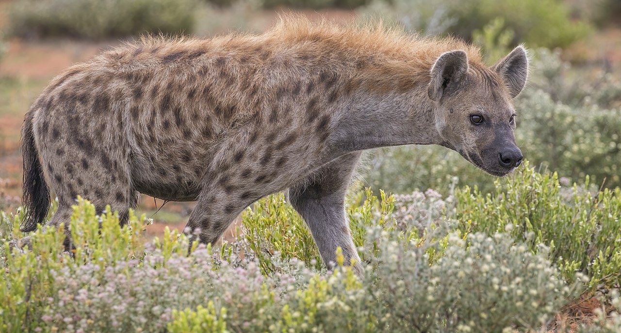 Spotted hyena standing in African savanna, showing powerful build and distinctive spotted coat