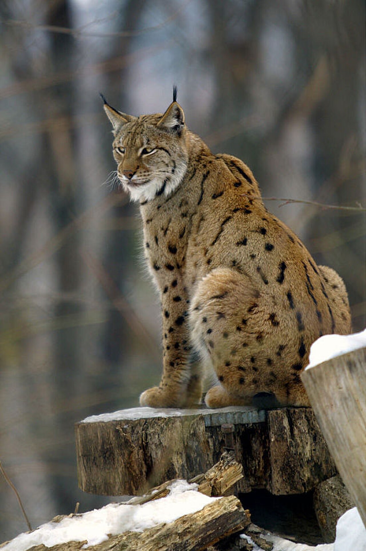 Eurasian lynx in natural forest habitat, showing compact powerful build