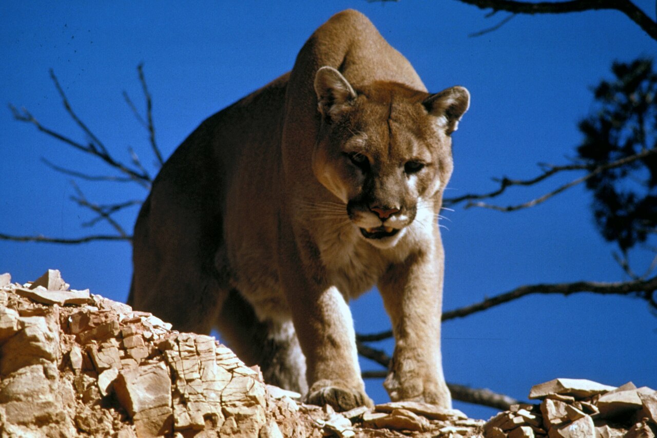 Mountain lion in mountain habitat, showing powerful muscular build