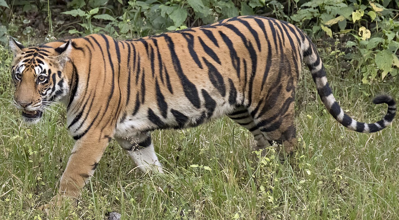 Bengal tiger walking through grassland, showing massive muscular build
