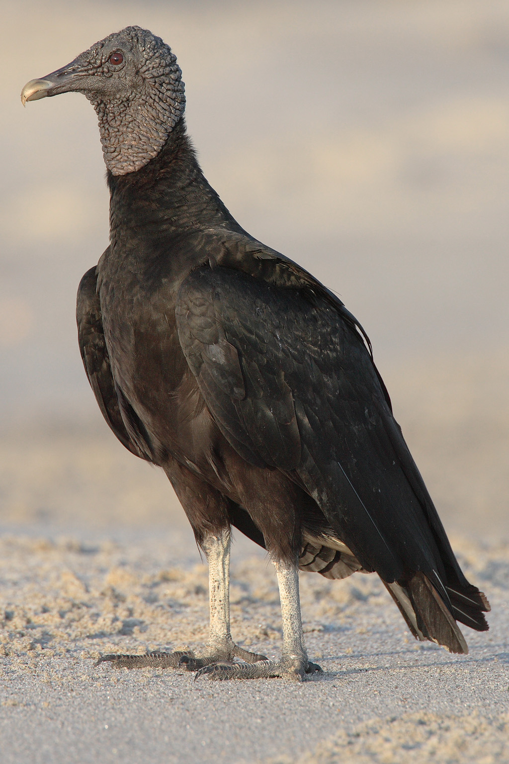 Vulture in natural habitat, showing large wingspan and powerful beak