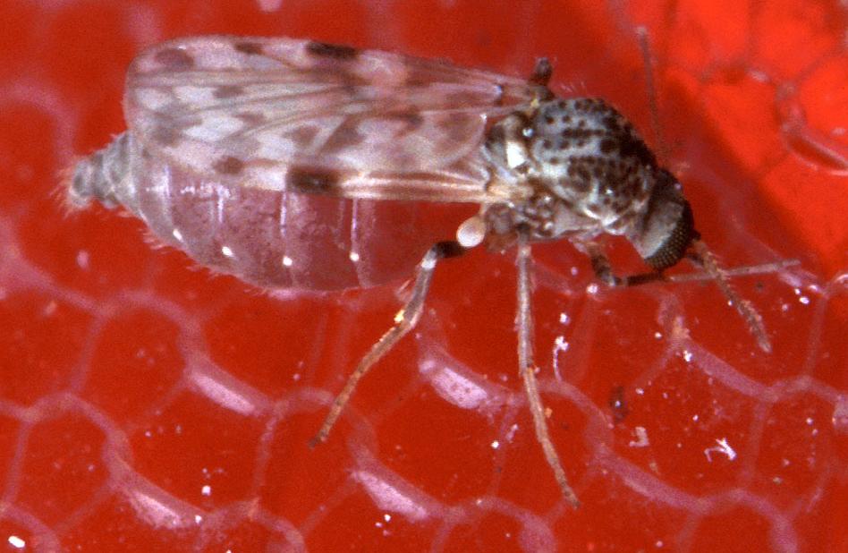 Biting midge