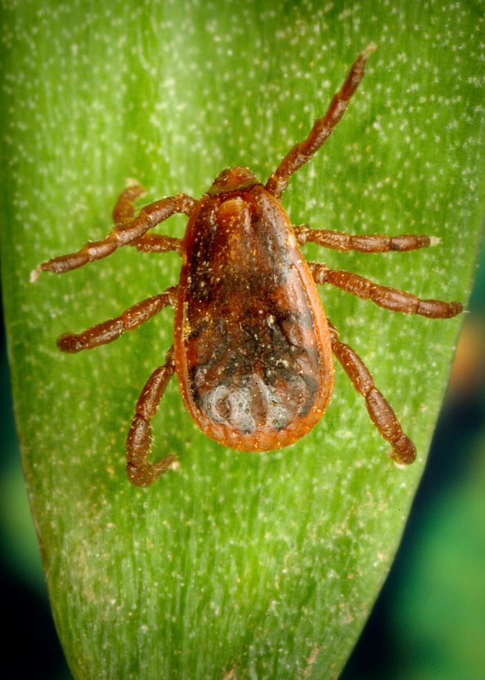 Rhipicephalus sanguineus (Brown Dog Tick)