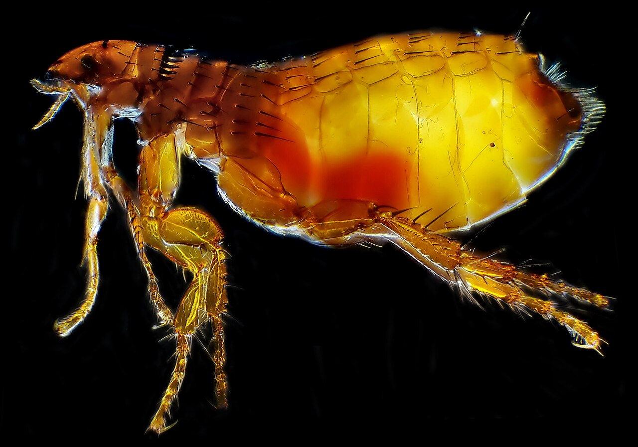 Ctenocephalides felis (Cat Flea)
