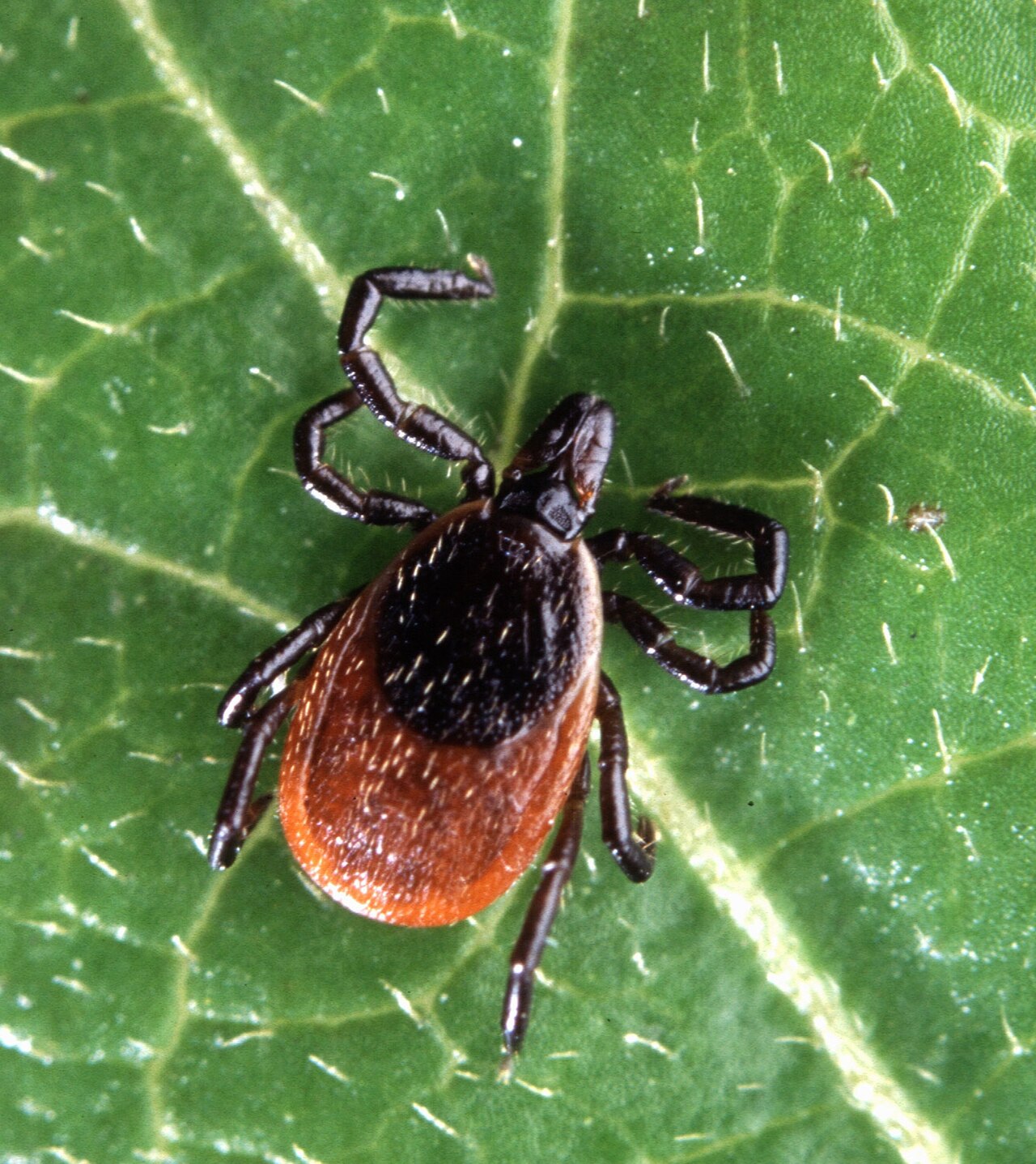 Ixodes scapularis (Deer tick)