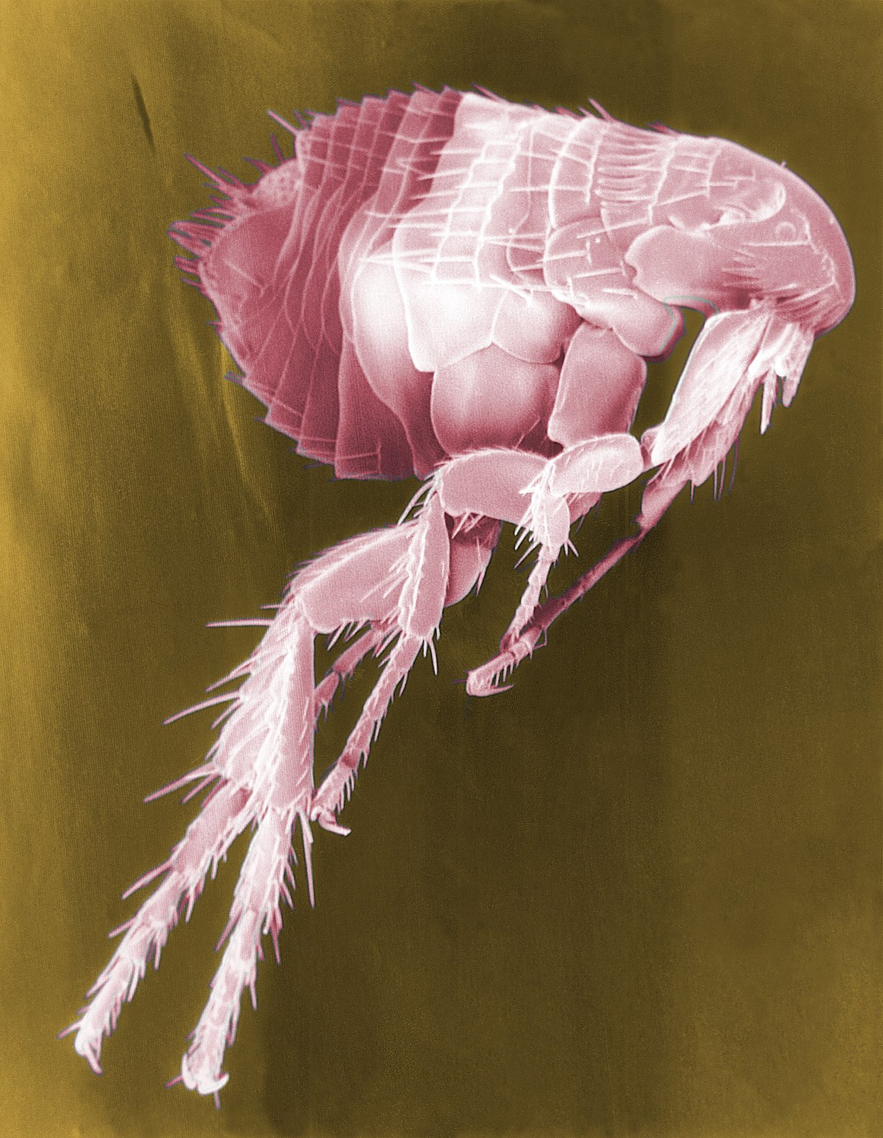 Flea SEM