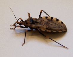 Triatomine bug (Kissing bug)