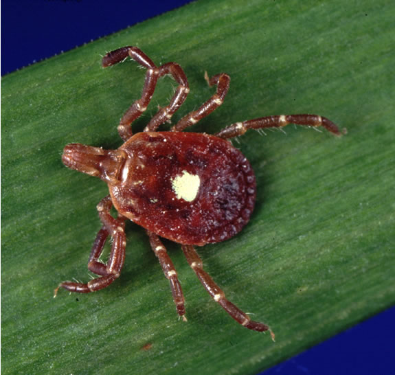 Amblyomma americanum (Lone Star tick)