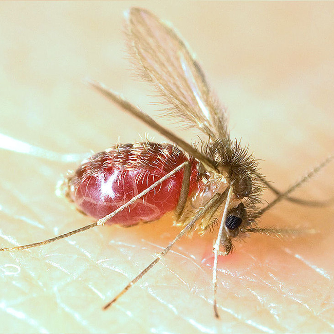Sandfly vector
